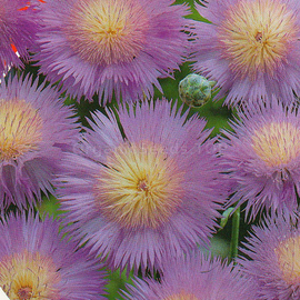 Фото «Royal purple» - Organic Cornflower seeds