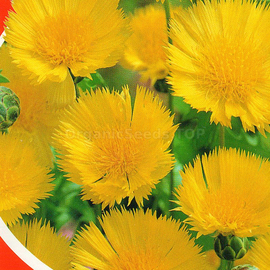 «Royal yellow» - Organic Cornflower seeds