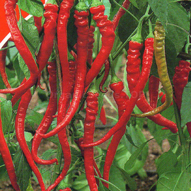 Фото «Rokita» - Organic Pepper Seeds