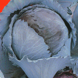 «Kiesendrup» - Organic Red Cabbage seeds