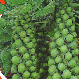 Фото «Long Island» - Organic Brussels sprout seeds