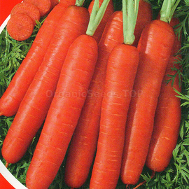 Фото «Orange» - Organic Carrot seeds