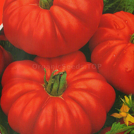 Фото «Figured» - Organic Tomato seeds