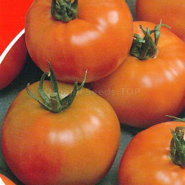 Фото «Armenian» - Organic Tomato Seeds