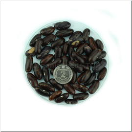 «Black Pied» - Organic Bean Seeds