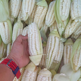 Фото «Peruvian Cusco» - Organic Corn Seeds