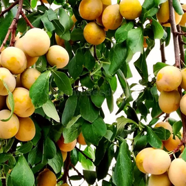 «Golden large» - Organic Plum Seeds