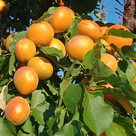 Фото «Kalirovka» - Organic Apricot Seeds