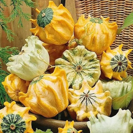 «Scheherazade stars» - Organic Pumpkin Seeds