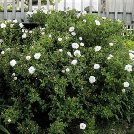 Фото «Alba» - Organic Rosa rugosa Seeds / White Japanese Rose