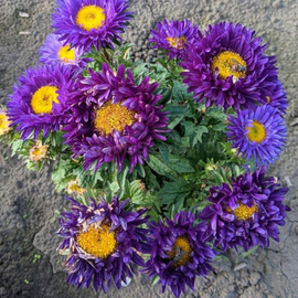 «Anastasia» - Organic Aster Seeds