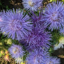 «Autumn evening» - Organic Aster Seeds