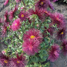 «Chocolate candy» - Organic Aster Seeds