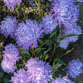 «Blue vortex» - Organic Aster Seeds