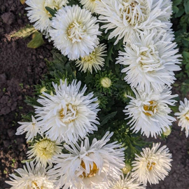 «Bride» - Organic Aster Seeds