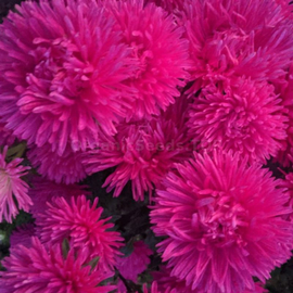 «Natalka-Poltavka» - Organic Aster Seeds