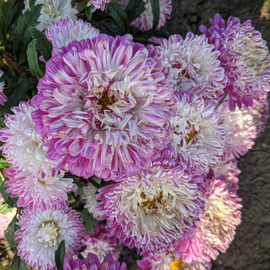 «Gray-haired lady pink» - Organic Aster Seeds
