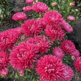 «Fire pearl» - Organic Aster Seeds