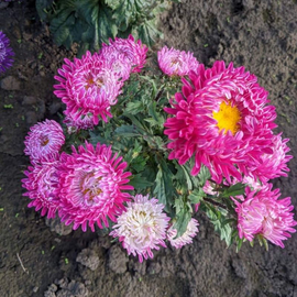 «Gray-haired lady crimson» - Organic Aster Seeds