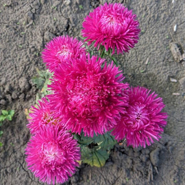 «Hedgehog crimson» - Organic Aster Seeds