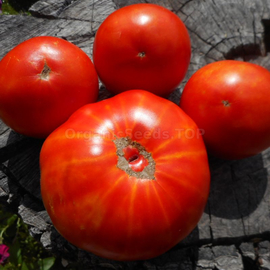 «Darina» - Organic Tomato Seeds