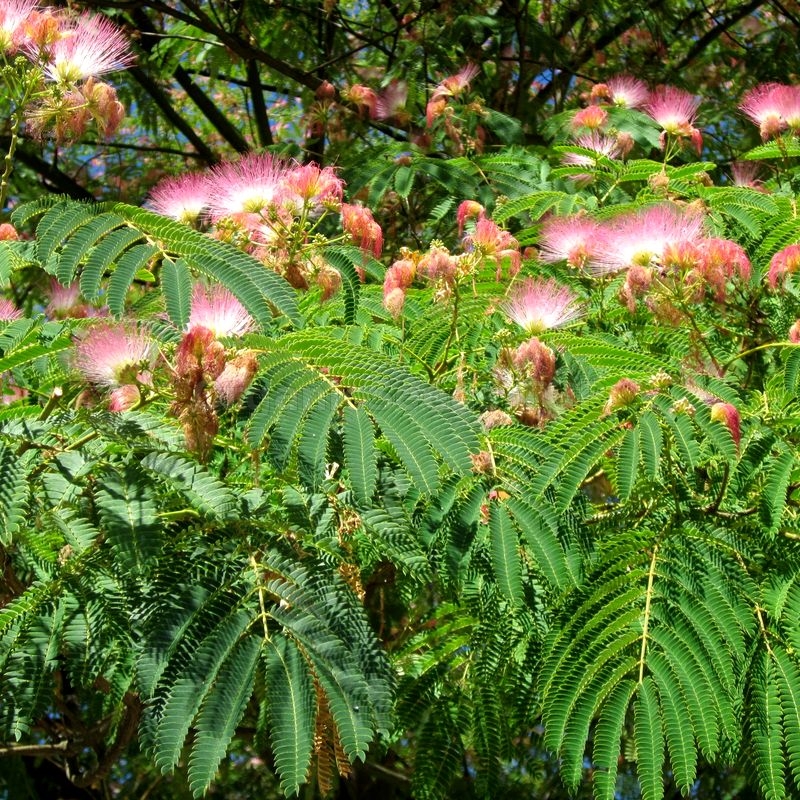 Organic Persian Silk Tree Seeds Albizia Julibrissin Shipping Is Free For Orders Over 35