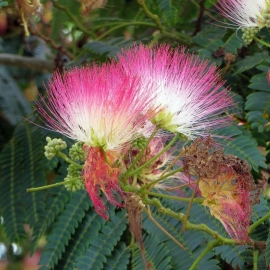 Organic Persian Silk Tree Seeds (Albizia julibrissin)