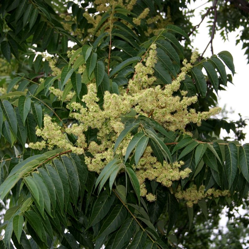 Ailanthus Altissima Seeds Tree of Heaven Highly Ornamental Tree 100 Seeds Easy to Seasons Meaningful Gift.
