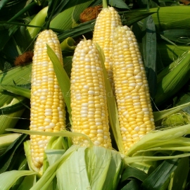 «Delicacy» - Organic Corn Seeds