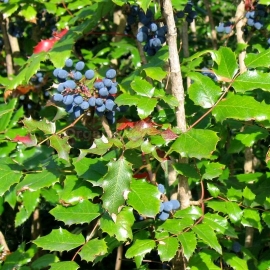 Organic Oregon Grape Seeds (Mahonia Aquifolium)