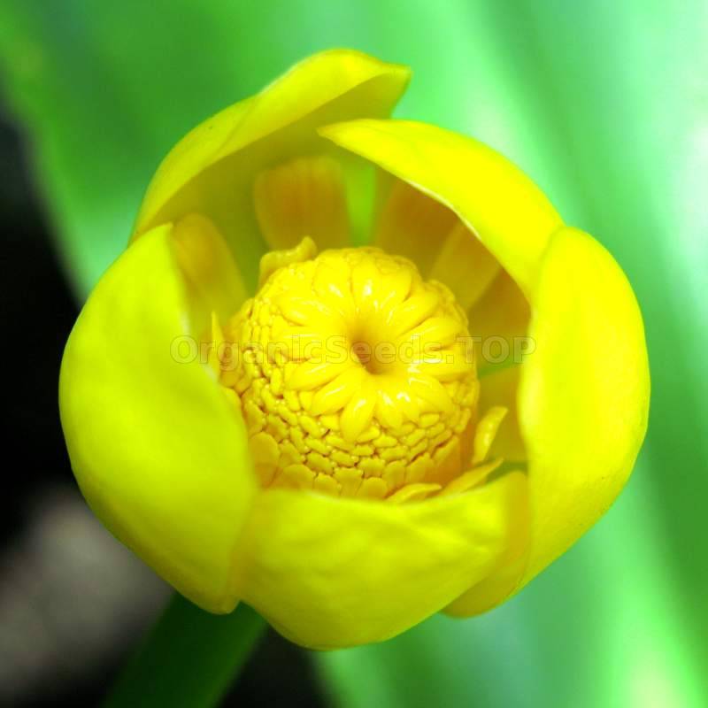 Nuphur Lutea *Rare* Aquatic Yellow Water Lily seeds