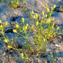 «Indian» - Organic Fleaworts Seeds (Plantago Arenaria)