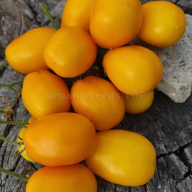 «Bendrick's plum yellow» - Organic Tomato Seeds