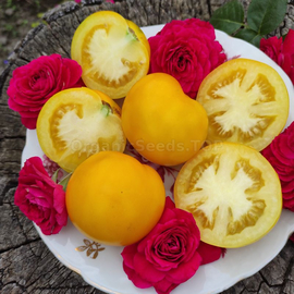 «Bendrick's plum yellow round» - Organic Tomato Seeds