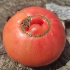 «Katya Eliseeva pink» - Organic Tomato Seeds