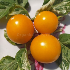 «Dwarf Dean's Haley's Rainbow» - Organic Tomato Seeds