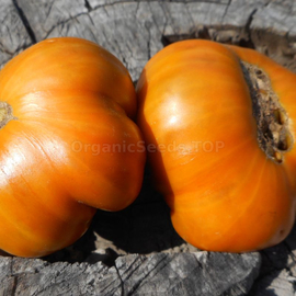 «Dwarf Uluru Ochre» - Organic Tomato Seeds