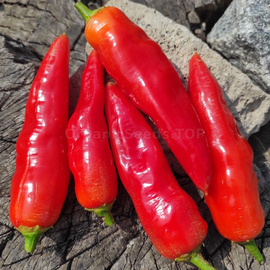 «Aji Cristal» - Organic Pepper Seeds