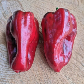 «Ancho San Luis» - Organic Pepper Seeds