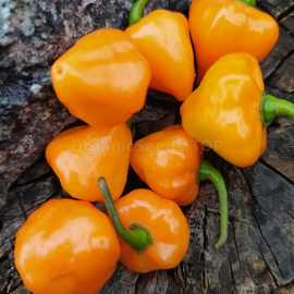 «Orange lantern» - Organic Pepper Seeds