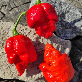 «Trinidad Scorpion Butch T Red» - Organic Pepper Seeds