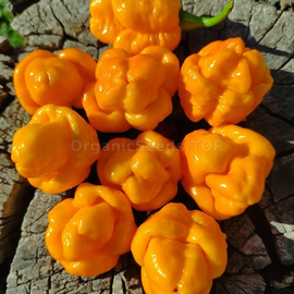 «Yellow Trinidad Moruga Scorpion» - Organic Pepper Seeds