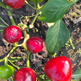 «Red cherry» - Organic Pepper Seeds