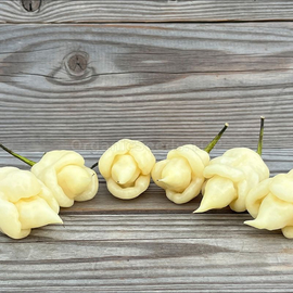 «Trinidad Moruga Ivory» - Organic Pepper Seeds