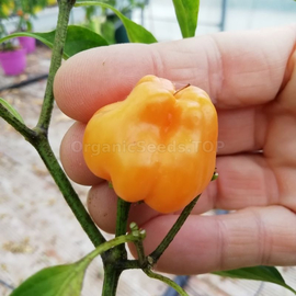 Фото «Kitchen pepper peach» - Organic Pepper Seeds