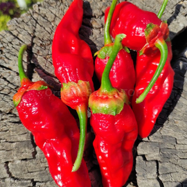 «7 Pot Bubblegum red» - Organic Pepper Seeds