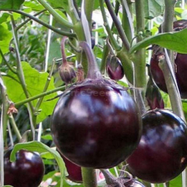 Фото «Sancho panza» - Organic Eggplant Seeds