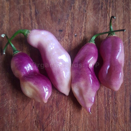 «Pimenta de Neyde Trinidad Douglah» - Organic Pepper Seeds