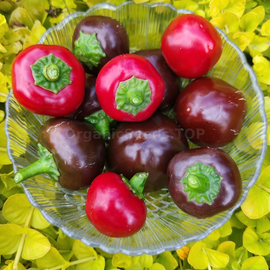 Фото «Chocolate cherry» - Organic Pepper Seeds