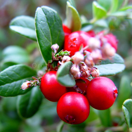 «Ruby» - Organic Lingonberry Seeds